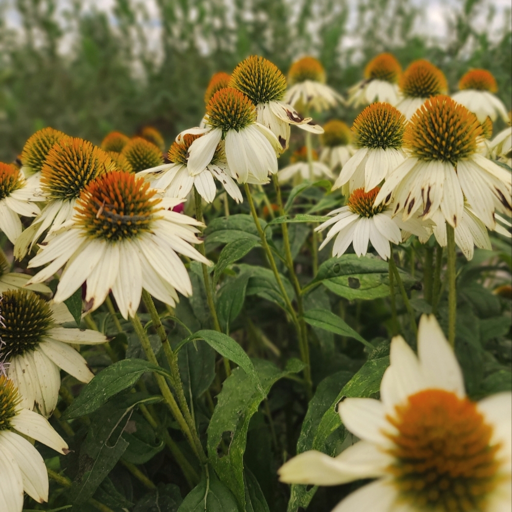 Meet your Posher, Monica